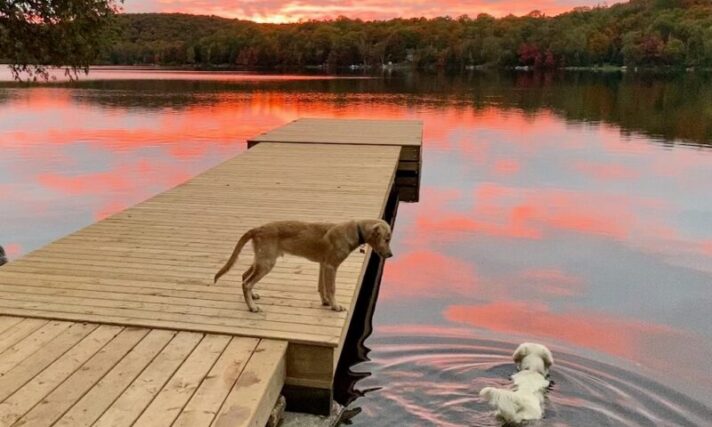Dogs swimming at Parry Sound cottage