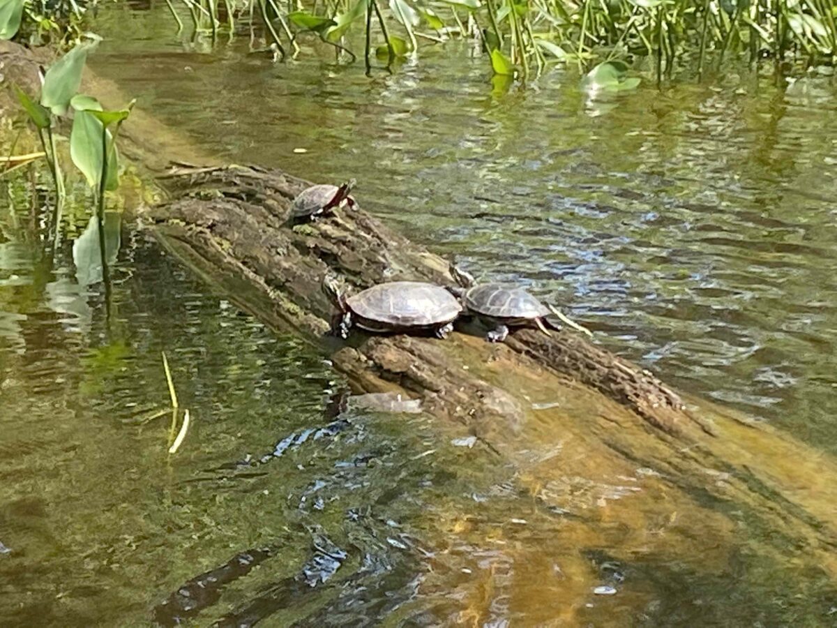 Painted turtles near Burks Falls