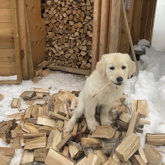 Tilley on the wood pile